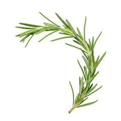 Fototapeta premium Rosemary twig on white background