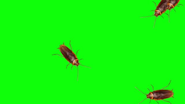 Cockroach Scrawlings on Green Screen Background Stock Video