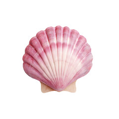 A Pink Shell Isolated on white background 