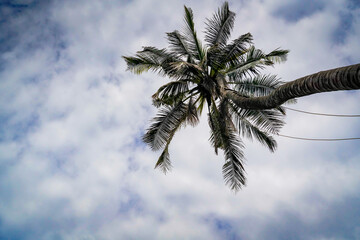 under view the coconut with dramatic tone