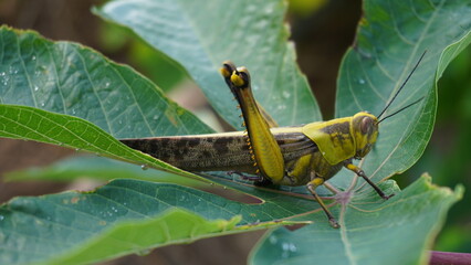 grasshopper on fresh green leaves