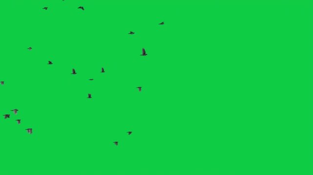 3 Flying Crows Flocks in the Sky Animations &ndash; Green Screen Overlay
