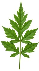 Fototapeta premium Single Green Pinnately Compound Leaf Isolated on White Background