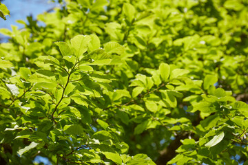 爽やかな新緑_葉っぱのイメージ