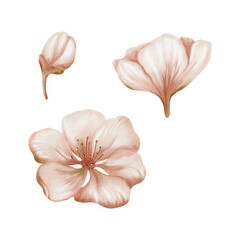 Cherry blossoms and delicate buds isolated on white. Soft watercolor floral illustration for spring wedding decor, botanical branding or romantic stationery design