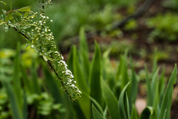 A close up of a plant with white flowers and green leaves