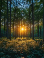 Obraz premium Sunlight streams through a dense forest