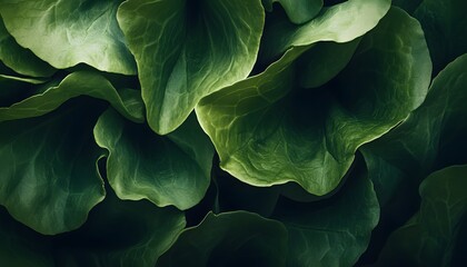 Obraz premium Close-up view of lush, overlapping plant leaves.