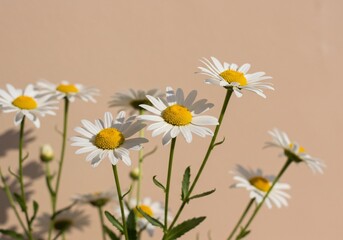Fototapeta premium 爽やか白花 優しく揺れる 夏の日差し