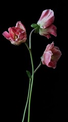 Fototapeta premium Three pink anemone flowers on black background studio shot botanical art still life floral arrangement delicate petals