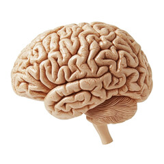 detailed anatomical model of human brain showcasing its intricate structure and folds, emphasizing complexity of human cognition and neural connections