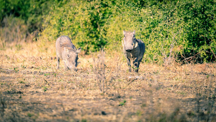 African warthogs