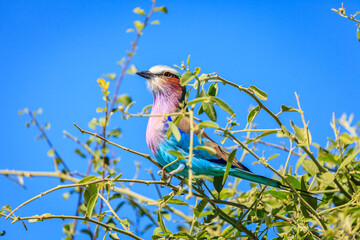 Lilac-breasted Roller