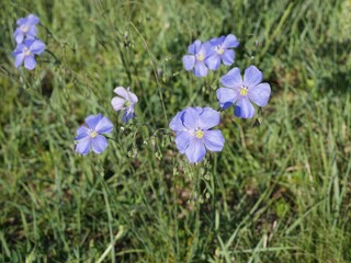 Wild Blue Flax flowers in spring, Colorado