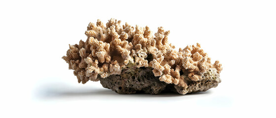 Decorative Light Brown Coral Rock On White Background