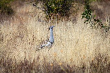 Kori bustard