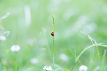 Spring Poetry - A Softly Blurred Background and a Single-Minded Seven-Spot Ladybug (Coccinella septempunctata)