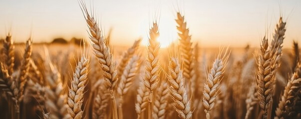 Fototapeta premium Golden Wheat Field at Sunset (2)
