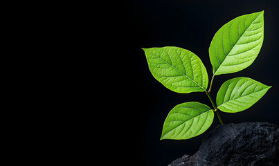 Vibrant Green Leaves on Dark Background with Rock Texture