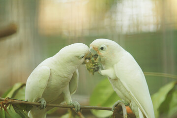 white parrot
