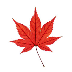 Vibrant red maple leaf with detailed veins isolated against a stark black background creates focus