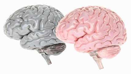 Gray and Pink Anatomical Brain Models Displayed Side by Side