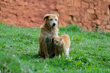 dog and cat on the grass