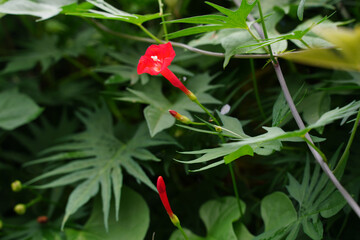 赤いマルバルコウソウ