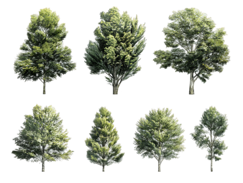 Eight Diverse Deciduous Trees Isolated on Transparent Background, PNG