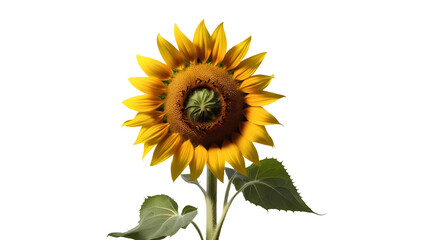 Vibrant Single Sunflower Bloom with Bright Yellow Petals and Green Center