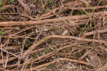 Close-up top view of tangled dry roots, branches, and twigs on the ground, highlighting natural textures.

