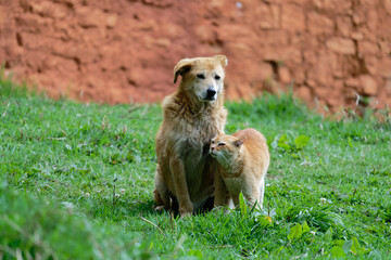 dog and cat on the grass