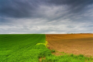 Green wheat field and stormy sky in the countryside.