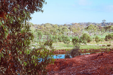 eroded red soil of riverbank and eucalyptus trees on werribee river