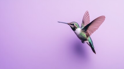Fototapeta premium Hummingbird in Mid-Flight Against a Pastel Violet Backdrop, Detailed Plumage