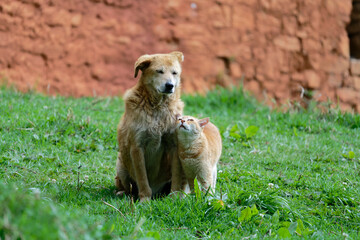 dog and cat on the grass