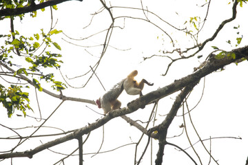 Uakari