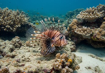 サンゴ礁優雅に泳ぐ美しいライオンフィッシュ