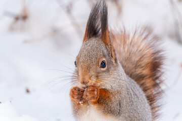 Obraz premium Portrait of a squirrel in winter on white snow background