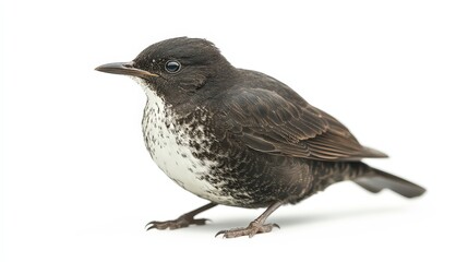 Isolated portrait of a black and white spotted diurnal bird perched inquisitively
