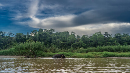 A pygmy elephant walks along the riverbed along the shore. The back, head, tusks, and tip of the trunk are visible. Lush tropical vegetation on the riverbank- tall grass, rainforest trees. Sky, clouds