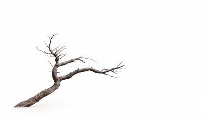 Fototapeta premium Isolated skeletal tree with bare branches on stark white background scenery