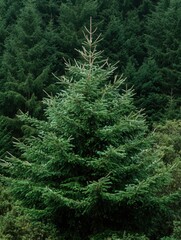 Fototapeta premium Evergreen tree stands tall in a dense forest, showcasing its lush green needles and towering height, aerial view