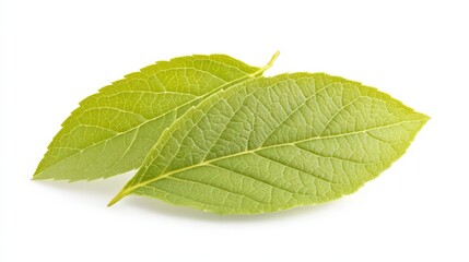 Lush green leaves with intricate vein details showcase vibrant life force