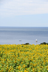 鹿児島県長島町のひまわりと灯台
