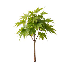 A small tree growing from soil, symbolizing new beginnings and environmental sustainability