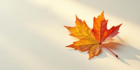 Fototapeta premium Autumnal Leaf on a Light Surface A Single, Vibrant Maple Leaf in Golden Hues, Illuminated by Soft Sunlight, Casts a Delicate Shadow