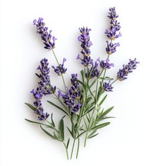 Obraz premium Lavender sprigs arranged on white backdrop, top-down view, studio shot, natural light, botanical beauty, floral arrangement, simple elegance