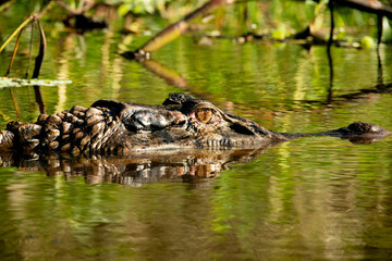 aligater on the river