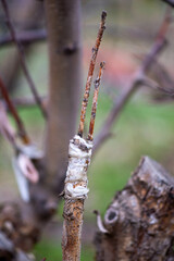 A sprig of an apple tree grafted to another apple tree in spring. High quality photo